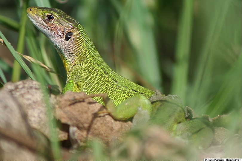 Una soltanto ...Lacerta bilineata